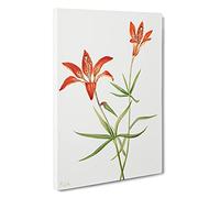Red Lily By Mary Vaux Walcott Canvas Print | Gallery Wrapped 30mm Frame Wall Art | 30x20 inches | Ready to Hang | Contemporary Floral Picture | Living Room Bedroom Lounge Office