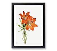 Red Lily by Mary Vaux Walcott Framed Print | A2 Black Framed Wall Art | Ready to Hang | Modern Floral Picture | Living Room Bedroom Lounge Office
