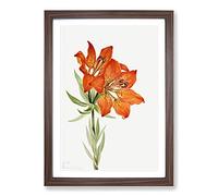 Red Lily by Mary Vaux Walcott Framed Print | A2 Walnut Framed Wall Art | Ready to Hang | Modern Floral Picture | Living Room Bedroom Lounge Office