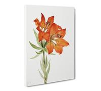 Red Lily Flowers By Mary Vaux Walcott Canvas Print | Gallery Wrapped 30mm Frame Wall Art | 30x20 inches | Ready to Hang | Retro Floral Picture | Living Room Bedroom Lounge Office