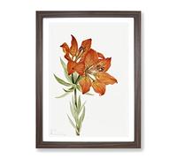 Red Lily Flowers By Mary Vaux Walcott Vintage Framed Print | A2 Walnut Framed Wall Art | Ready to Hang | Classic Floral Picture | Living Room Bedroom Lounge Office