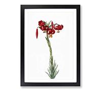 Red Lily Flowers by Pierre-Joseph Redoute Framed Print | A2 Black Framed Wall Art | Ready to Hang | Modern Floral Picture | Living Room Bedroom Lounge Office