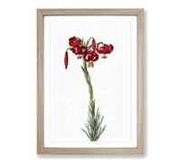 Red Lily Flowers by Pierre-Joseph Redoute Framed Print | A2 Oak Framed Wall Art | Ready to Hang | Modern Floral Picture | Living Room Bedroom Lounge Office