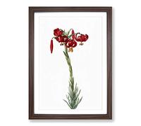 Red Lily Flowers by Pierre-Joseph Redoute Framed Print | A2 Walnut Framed Wall Art | Ready to Hang | Modern Floral Picture | Living Room Bedroom Lounge Office