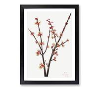 Red Maple by Mary Vaux Walcott Framed Print | A2 Black Framed Wall Art | Ready to Hang | Modern Nature Picture | Living Room Bedroom Lounge Office