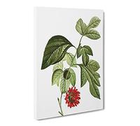 Red Mulberry Tree By Pierre Joseph Redoute Canvas Print | Gallery Wrapped 30mm Frame Wall Art | 20x14 inches | Ready to Hang | Retro Landscape Picture | Living Room Bedroom Lounge Office