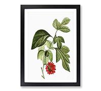 Red Mulberry Tree by Pierre-Joseph Redoute Framed Print | A2 Black Framed Wall Art | Ready to Hang | Modern Floral Picture | Living Room Bedroom Lounge Office