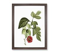 Red Mulberry Tree By Pierre Joseph Redoute Vintage Framed Print | A2 Walnut Framed Wall Art | Ready to Hang | Classic Floral Picture | Living Room Bedroom Lounge Office