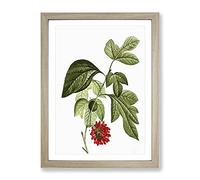 Red Mulberry Tree By Pierre Joseph Redoute Vintage Framed Print | A3 Oak Framed Wall Art | Ready to Hang | Classic Floral Picture | Living Room Bedroom Lounge Office