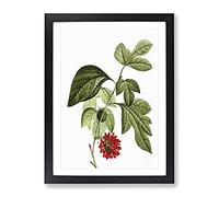 Red Mulberry Tree By Pierre Joseph Redoute Vintage Framed Print | A4 Black Framed Wall Art | Ready to Hang | Classic Floral Picture | Living Room Bedroom Lounge Office