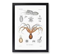 Red Octopus by A.A. Gould Framed Print | A2 Black Framed Wall Art | Ready to Hang | Modern Animal Picture | Living Room Bedroom Lounge Office