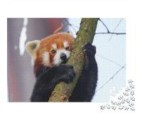 Red Panda 1000 Piece Jigsaw Puzzles for Adults Cute Little Panda Festive Gifts Family Challenging Educational Challenge Home Decoration for Adults Gifts Ideas 1000pcs (75x50cm)