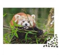Red Panda 1000 Piece Jigsaw Puzzles for Adults Cute Little Panda Jigsaws Challenging Game Family Challenging Educational Games Home Decoration for Adults Gifts Ideas 1000pcs (75x50cm)