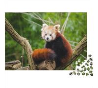 Red Panda 1000 Pieces Adult Jigsaw Puzzles Cute Little Panda Festive Gifts Family Challenging Educational Challenge Home Decoration for Adults Gifts Ideas 1000pcs (75x50cm)
