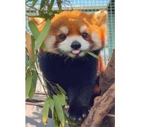 Red Panda Bamboo Leaves 1000 Piece Jigsaw Puzzle for Adults - Challenging Family Board Game for Teens & Adults 14+, Gifts for Men & Women