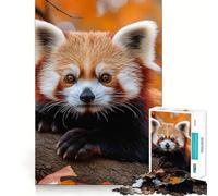 Red Panda on Branch in Autumn 1000 Piece Jigsaws for Adults Puzzle Boost Recall Anxiety Relief Accurate Edge Xmas Surprise (38x26cm)