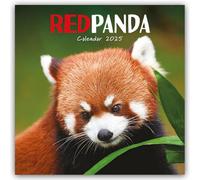 Red Panda - Rote Pandas - Rote Pandabären 2025 - Wand-Kalender: Original Carousel-Kalender [Mehrsprachig] [Kalender]