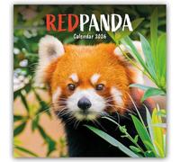 Red Panda - Rote Pandas - Rote Pandabären 2026 - Wand-Kalender: Original Carousel-Kalender [Mehrsprachig] [Kalender]