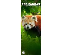 Red Pandas 2026 Wall Calendar, 12-Month Slim Format, Made in England