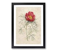 Red Peony Flower by Pierre-Joseph Redoute Framed Print | A2 Black Framed Wall Art | Ready to Hang | Modern Floral Picture | Living Room Bedroom Lounge Office