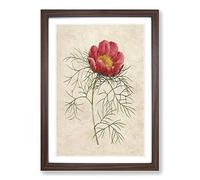 Red Peony Flower by Pierre-Joseph Redoute Framed Print | A2 Walnut Framed Wall Art | Ready to Hang | Modern Floral Picture | Living Room Bedroom Lounge Office