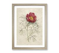 Red Peony Flower By Pierre Joseph Redoute Vintage Framed Print | A3 Oak Framed Wall Art | Ready to Hang | Classic Floral Picture | Living Room Bedroom Lounge Office