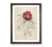 Red Peony Flower By Pierre Joseph Redoute Vintage Framed Print | A3 Walnut Framed Wall Art | Ready to Hang | Classic Floral Picture | Living Room Bedroom Lounge Office