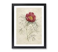 Red Peony Flower By Pierre Joseph Redoute Vintage Framed Print | A4 Black Framed Wall Art | Ready to Hang | Classic Floral Picture | Living Room Bedroom Lounge Office