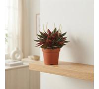 Red Peperomia Caperata - 10.5Cm Pot
