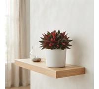 Red Peperomia Caperata - 12Cm Pot