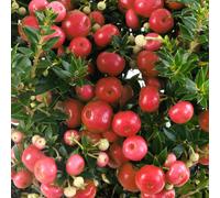 Gardeners Dream Pernettya Red - Bright Berried Shrub, Adds Festive Cheer (10.5Cm)