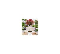 (red) Photinia 'Little Red Robin' Standard Tree 90-100cm Tall