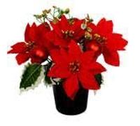 RED POINSETTIA AND RED CHRISTMAS BAUBLE GRAVESIDE POT