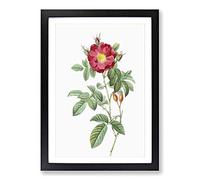 Red Portland Rose by Pierre-Joseph Redoute Framed Print | A2 Black Framed Wall Art | Ready to Hang | Modern Floral Picture | Living Room Bedroom Lounge Office