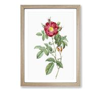 Red Portland Rose by Pierre-Joseph Redoute Framed Print | A2 Oak Framed Wall Art | Ready to Hang | Modern Floral Picture | Living Room Bedroom Lounge Office