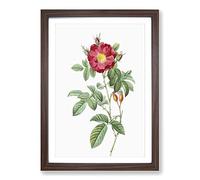 Red Portland Rose by Pierre-Joseph Redoute Framed Print | A2 Walnut Framed Wall Art | Ready to Hang | Modern Floral Picture | Living Room Bedroom Lounge Office
