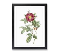 Red Portland Rose By Pierre Joseph Redoute Vintage Framed Print | A2 Black Framed Wall Art | Ready to Hang | Classic Floral Picture | Living Room Bedroom Lounge Office