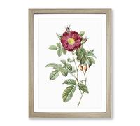 Red Portland Rose By Pierre Joseph Redoute Vintage Framed Print | A2 Oak Framed Wall Art | Ready to Hang | Classic Floral Picture | Living Room Bedroom Lounge Office