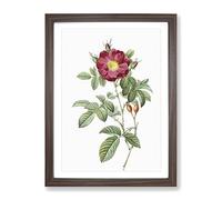 Red Portland Rose By Pierre Joseph Redoute Vintage Framed Print | A2 Walnut Framed Wall Art | Ready to Hang | Classic Floral Picture | Living Room Bedroom Lounge Office