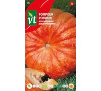 Red Pumpkin - Large wrinkled fruit with orange-red rind and flesh - 2 g - Seeds per gram: 6