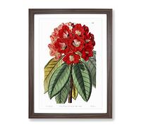 Red Rhododendron Flowers Vintage Framed Wall Art Print, Ready to Hang Picture for Living Room Bedroom Home Office Décor, Walnut A2 (64 x 46 cm)