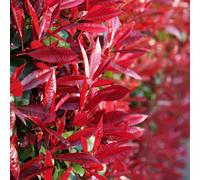 Red Robin Photinia Shrub Plant Photinia x Fraseri 10L Pot 1m - 1.25m Plant Theory Green One Size