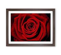 Red Rose Flower No.10 Modern Framed Wall Art Print, Ready to Hang Picture for Living Room Bedroom Home Office Décor, Walnut A2 (64 x 46 cm)
