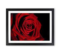 Red Rose Flower No.11 Modern Framed Wall Art Print, Ready to Hang Picture for Living Room Bedroom Home Office Décor, Black A3 (46 x 34 cm)