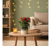 Red Rose Indoor Houseplant with Olive Ceramic Pot - Lush & Elegant | Luxe Leaf Plants