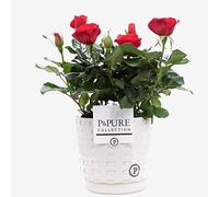 Red Rose Plant With Pot - Indoor Houseplant for Office, Home, Bedroom, Kitchen, Living Room - Air-Purifying Real Plant