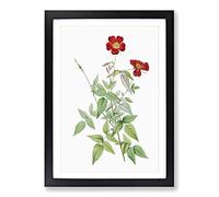 Red Rosebush by Pierre-Joseph Redoute Framed Print | A2 Black Framed Wall Art | Ready to Hang | Modern Nature Picture | Living Room Bedroom Lounge Office
