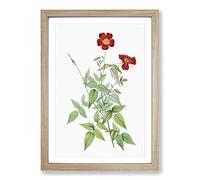 Red Rosebush by Pierre-Joseph Redoute Framed Print | A2 Oak Framed Wall Art | Ready to Hang | Modern Nature Picture | Living Room Bedroom Lounge Office