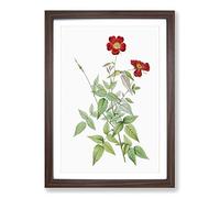 Red Rosebush by Pierre-Joseph Redoute Framed Print | A2 Walnut Framed Wall Art | Ready to Hang | Modern Nature Picture | Living Room Bedroom Lounge Office