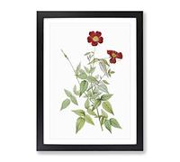 Red Rosebush By Pierre Joseph Redoute Vintage Framed Print | A2 Black Framed Wall Art | Ready to Hang | Classic Nature Picture | Living Room Bedroom Lounge Office